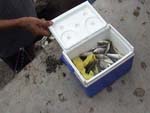 Isda