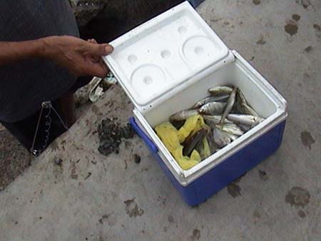 Isda