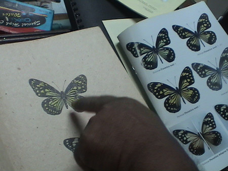 Kuwentong Kalye | Lotsa butterflies!