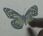 Cute butterfly